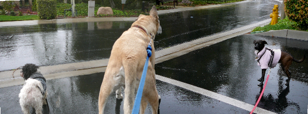 Stitched_001mil rain(1).JPG